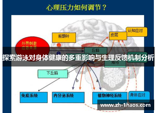 探索游泳对身体健康的多重影响与生理反馈机制分析 探索游泳对身体健康的多重影响与生理反馈机制分析