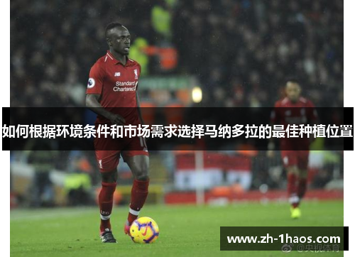 如何根据环境条件和市场需求选择马纳多拉的最佳种植位置